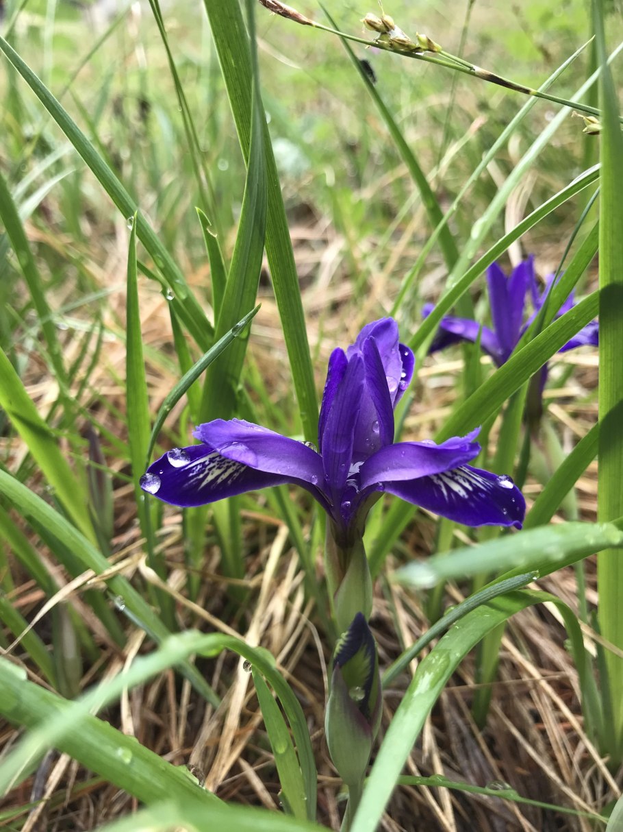 Iris furcata Касатик рогатый