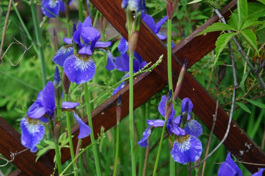 Iris Hatshepsut Ирис