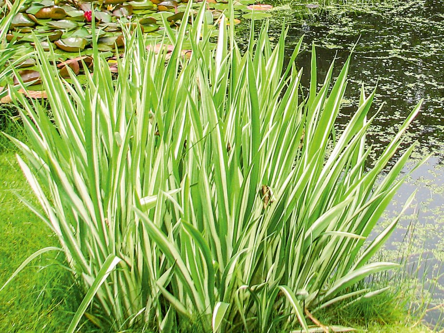 Ирис Сибирский 'Claret Cup'