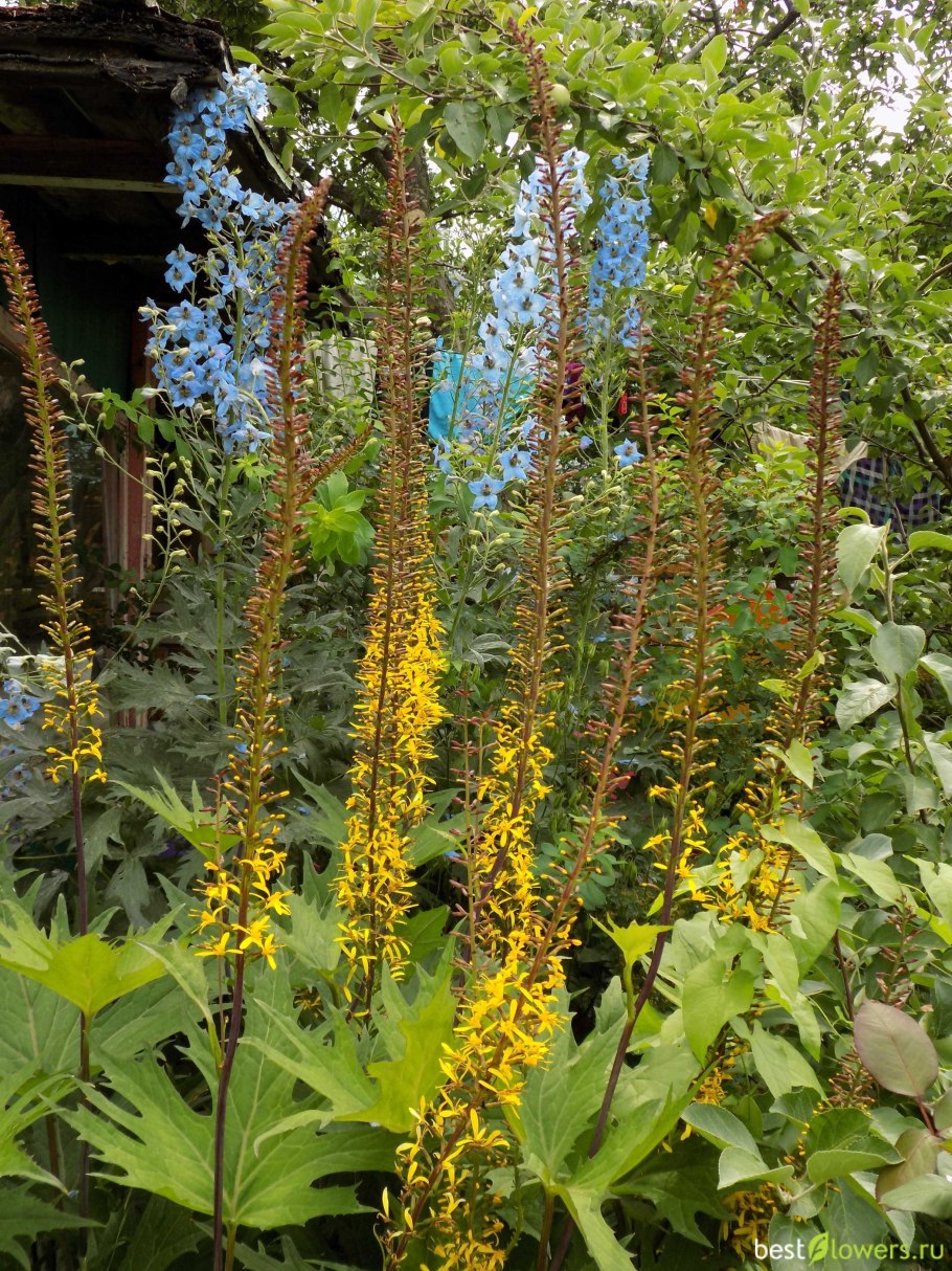 Вербейник Пржевальского