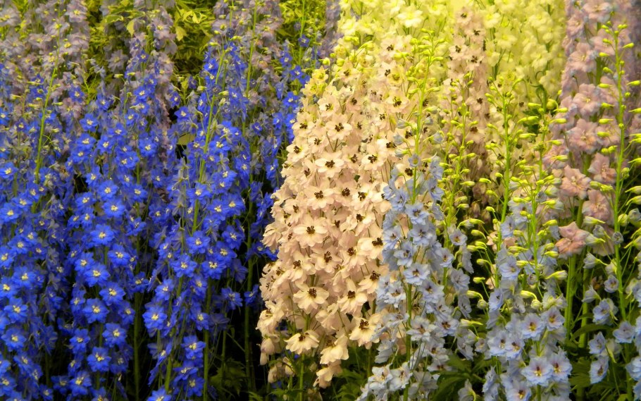 Дельфиниум желтый