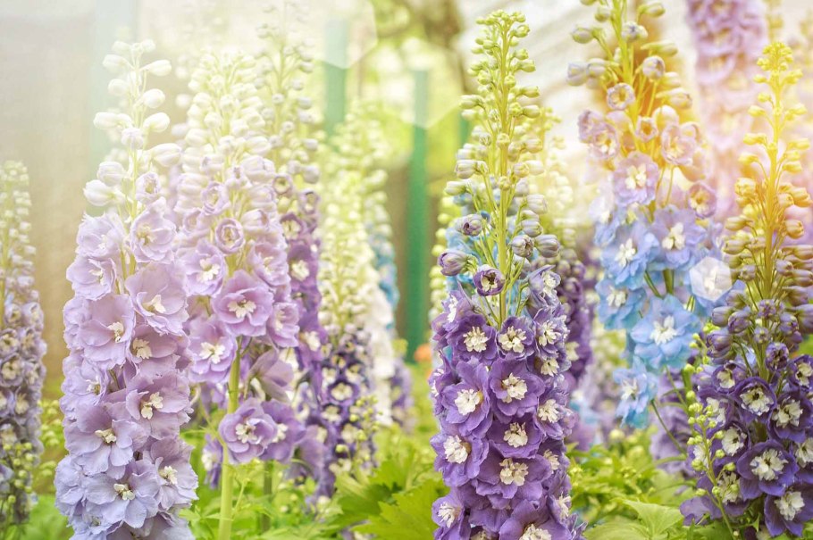 Дельфиниум Ларкспур