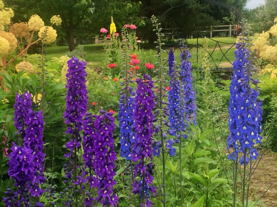 Дельфиниум и Хоста