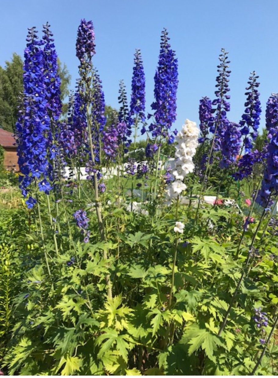 Львиный зев высокорослый