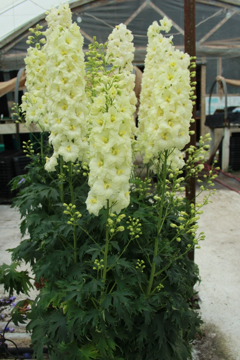 Дельфиниум бабочка