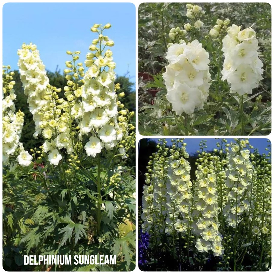 Дельфиниум Санглим