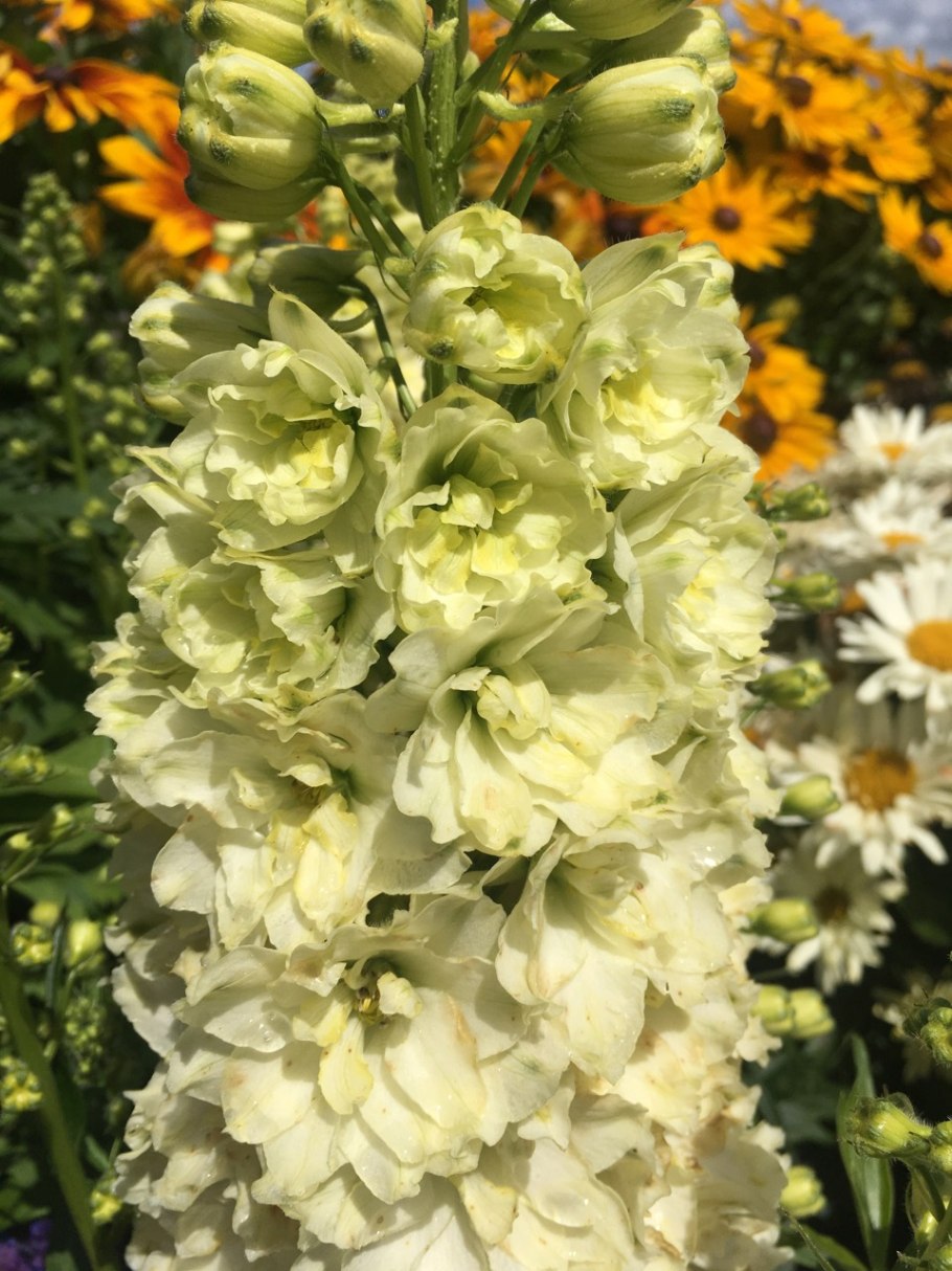 Дельфиниум Еллоу Перл