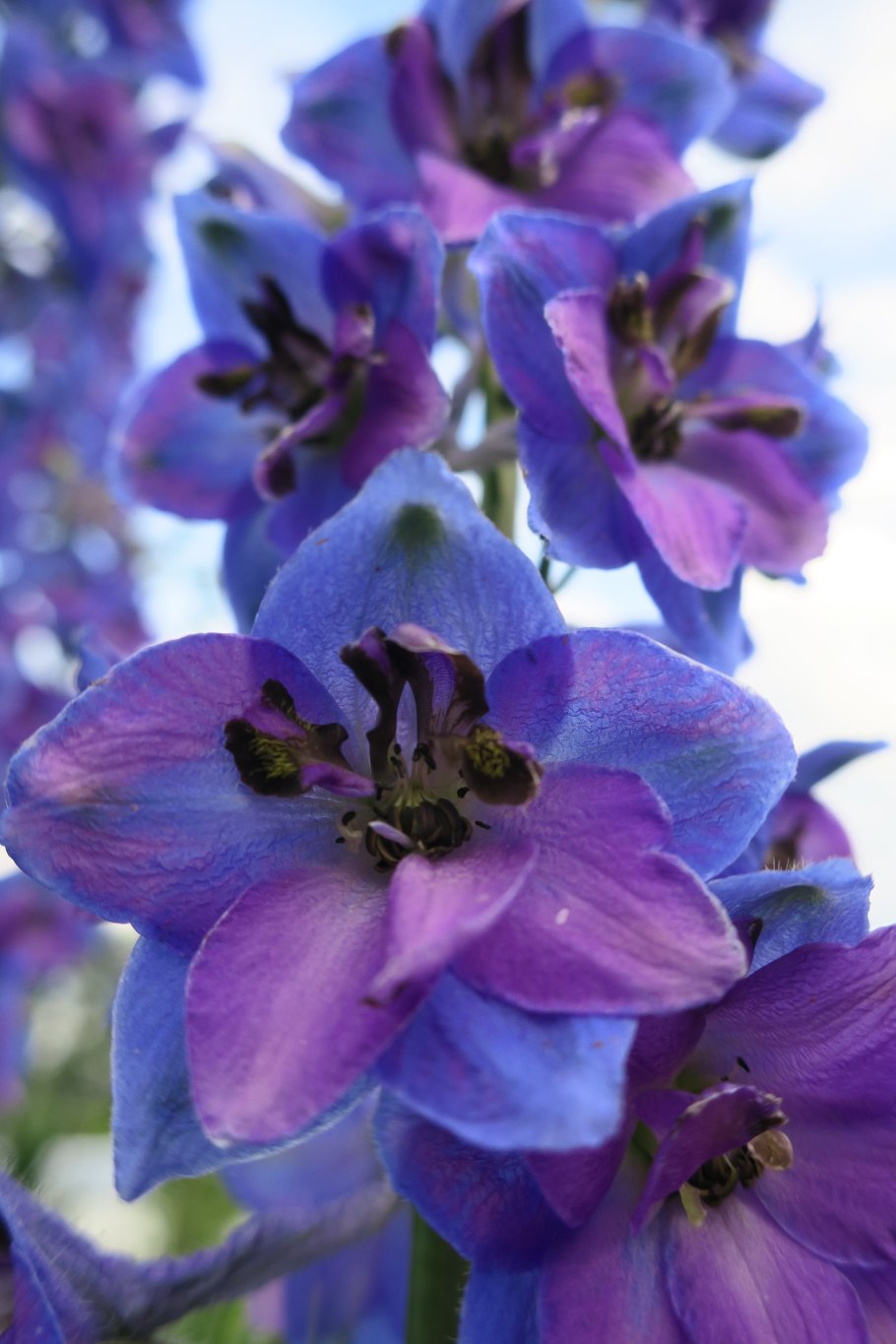 Коровяк густоцветный