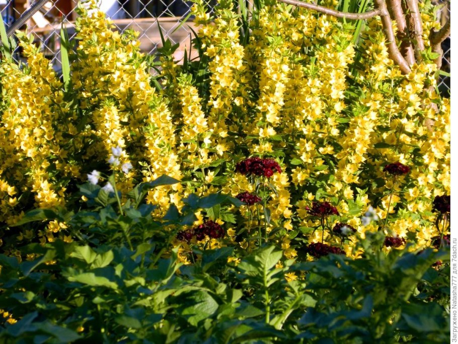 Вербейник желтый многолетник