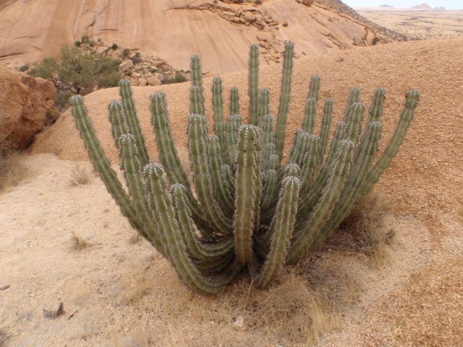 Тонколистные ксерофиты