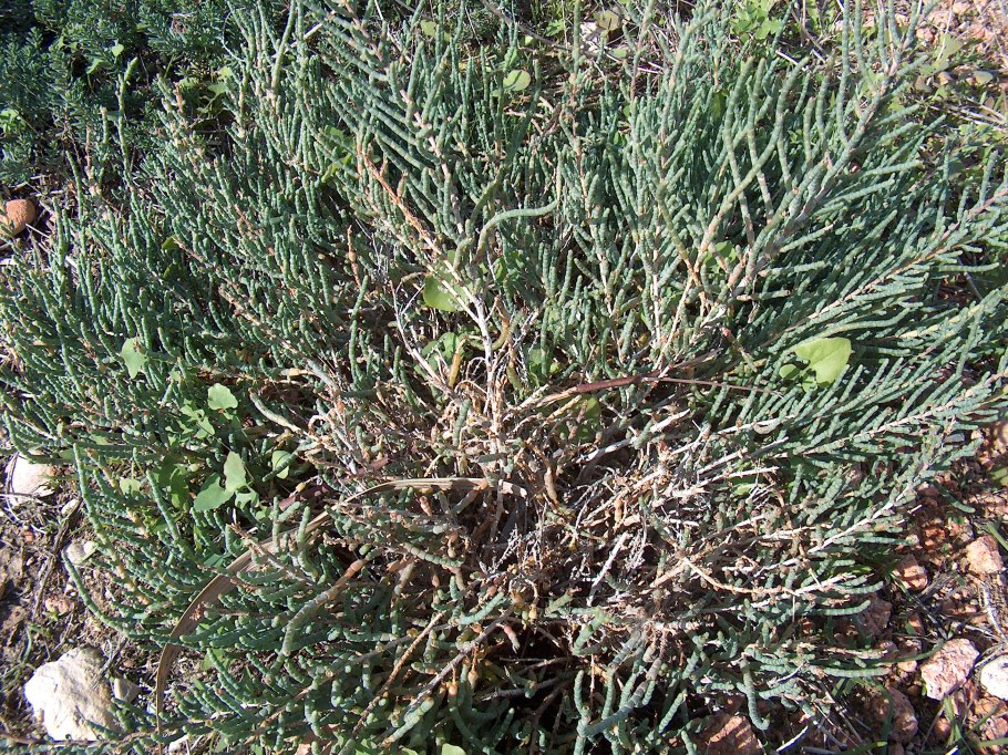 Агава ксерофит