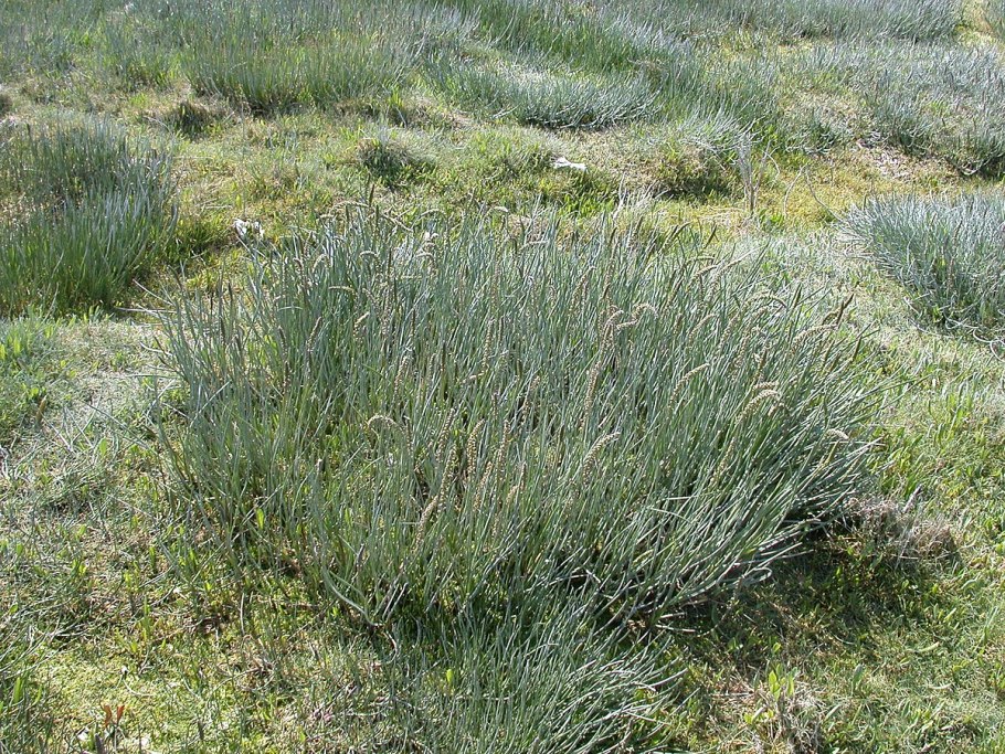 Кактус ксерофит