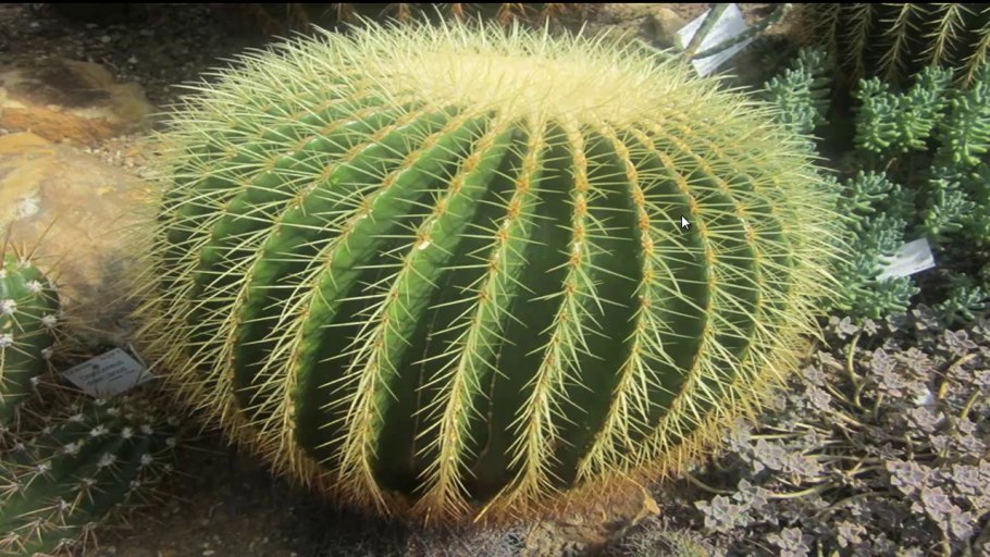 Тонколистные ксерофиты