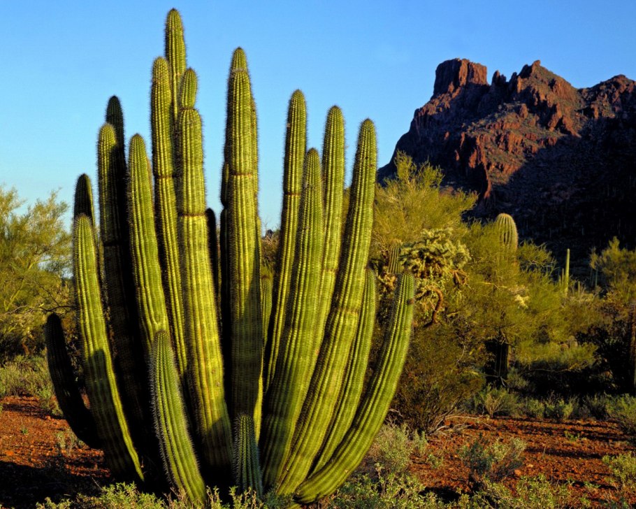 Кактус Органная труба