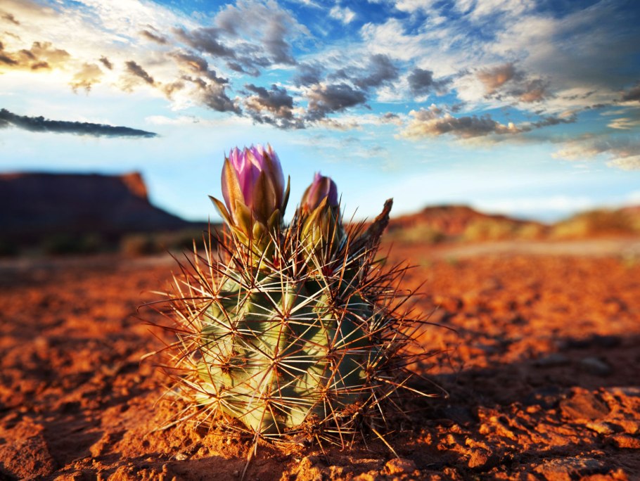 Цветущий розовый Кактус