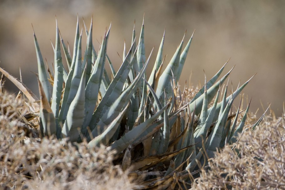 Кактус ксерофит суккулент