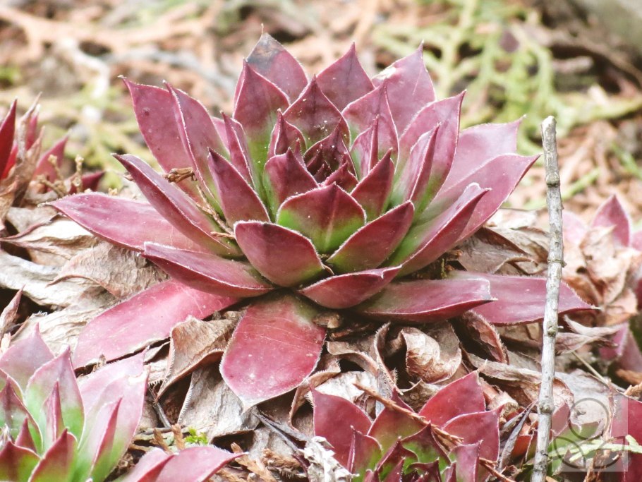 Ксерофит суккулент