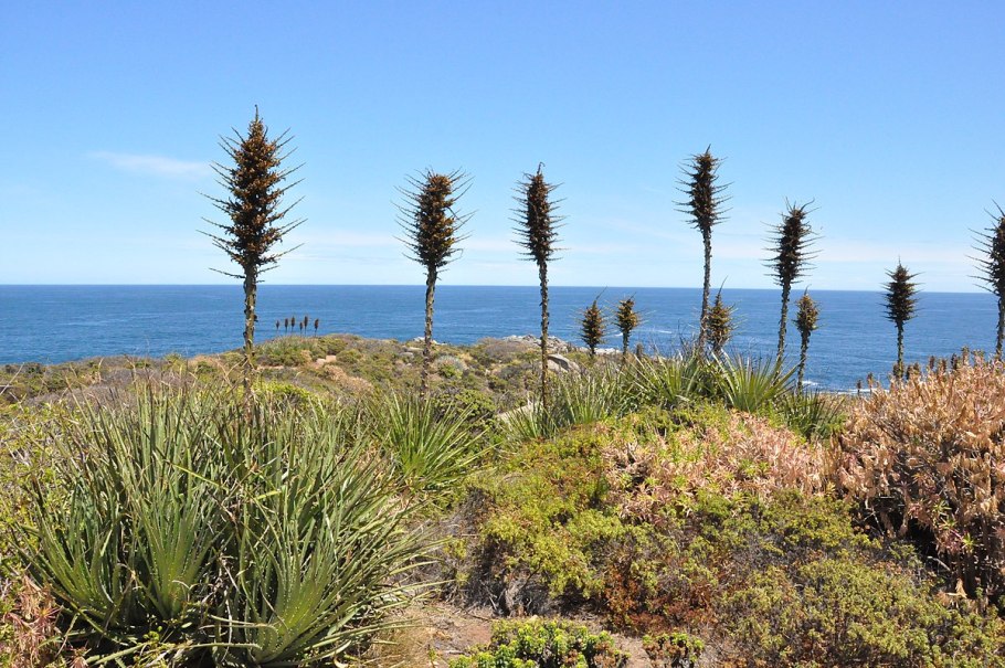 Молочай пустынный