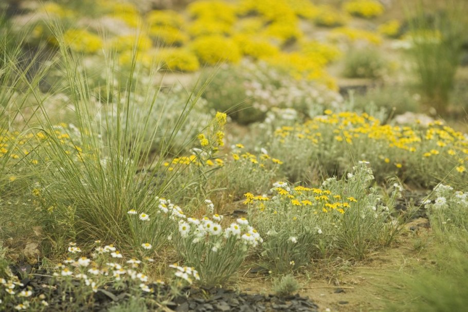 Кактус ксерофит