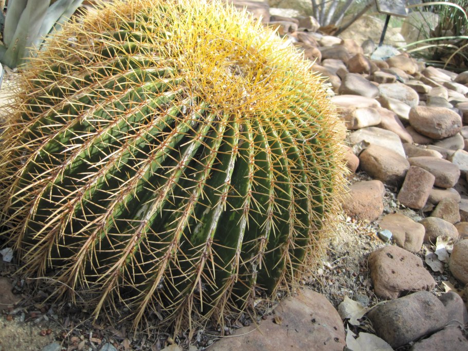 Кактус ксерофит