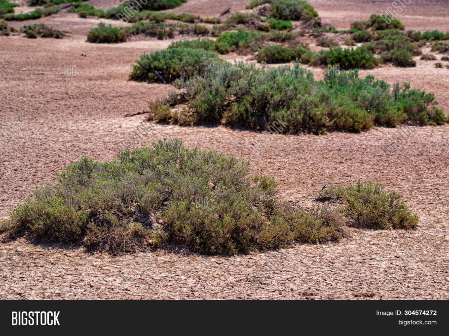 Ксерофиты пустынь