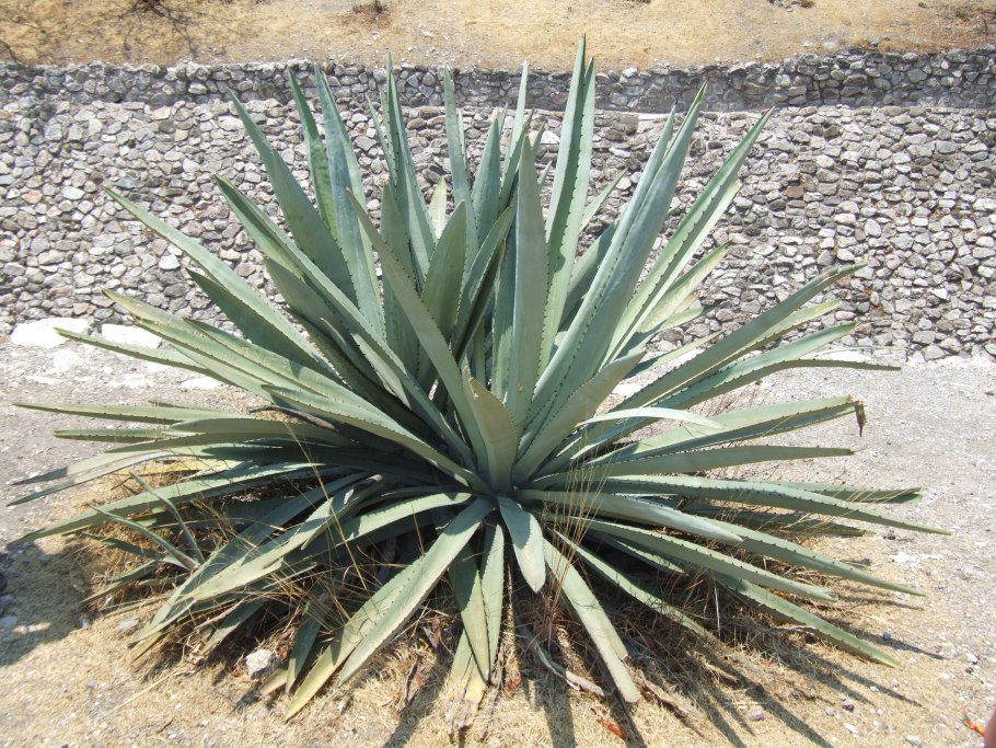 Агава королевы Виктории