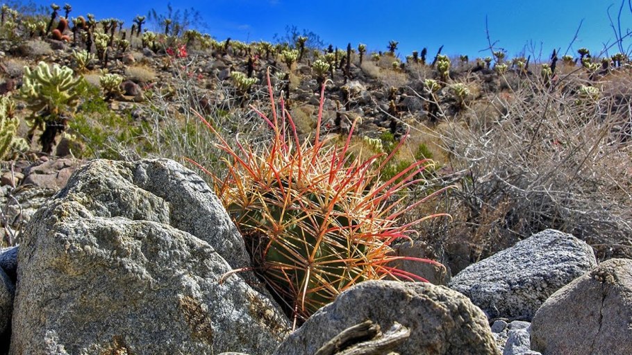 Травы засухоустойчивые для склоноукрепления