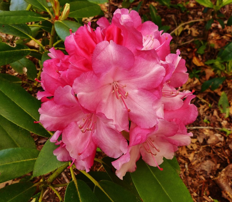 Рододендрон сорт кабаре