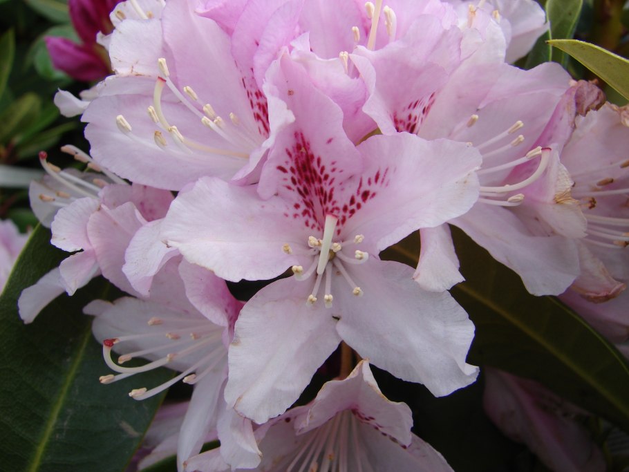 Рододендрон Макрофиллум