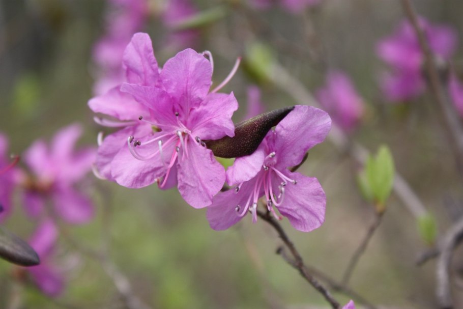 Рододендрон Каролинский Хрустальный принц