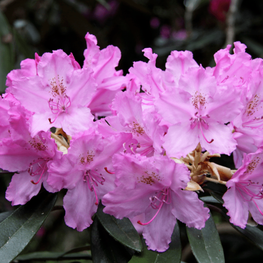 Рододендрон smirnowii (Смирнова)