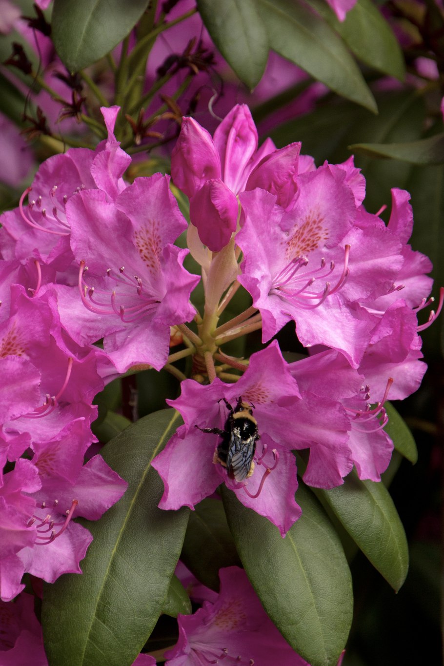 Рододендрон Каренс