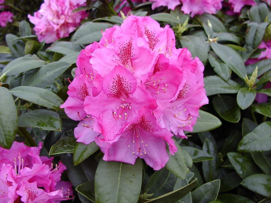 Рододендрон морозостойкие сорта