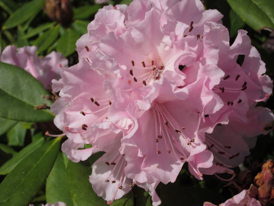 Рододендрон кэтевбинский