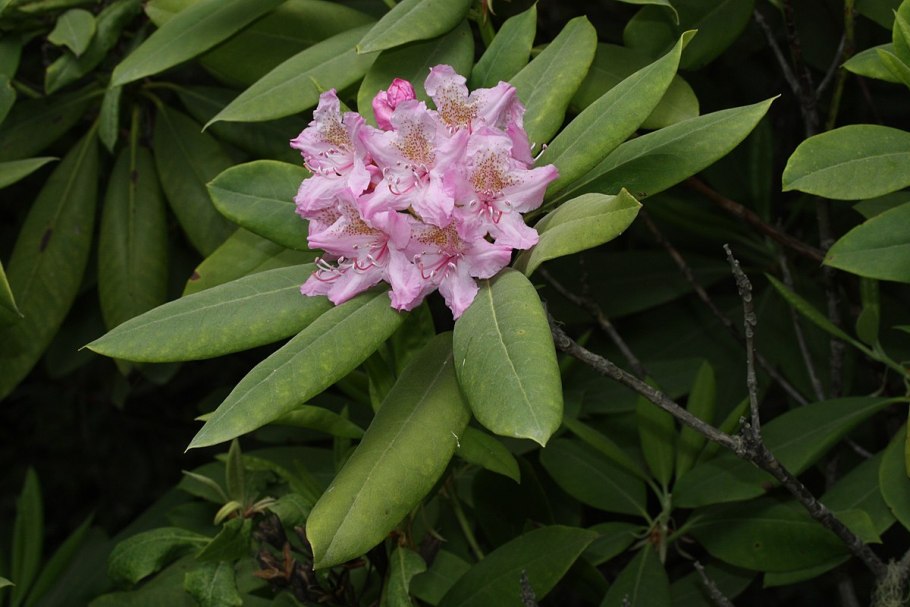 Рододендрон крупнолистный (Rhododendron macrophyllum)