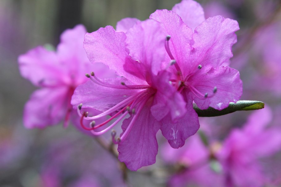 Rhododendron Haaga