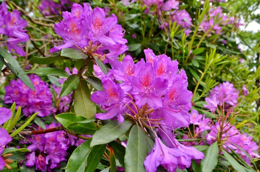Рододендрон Пржевальского (Rhododendron przewalskii)