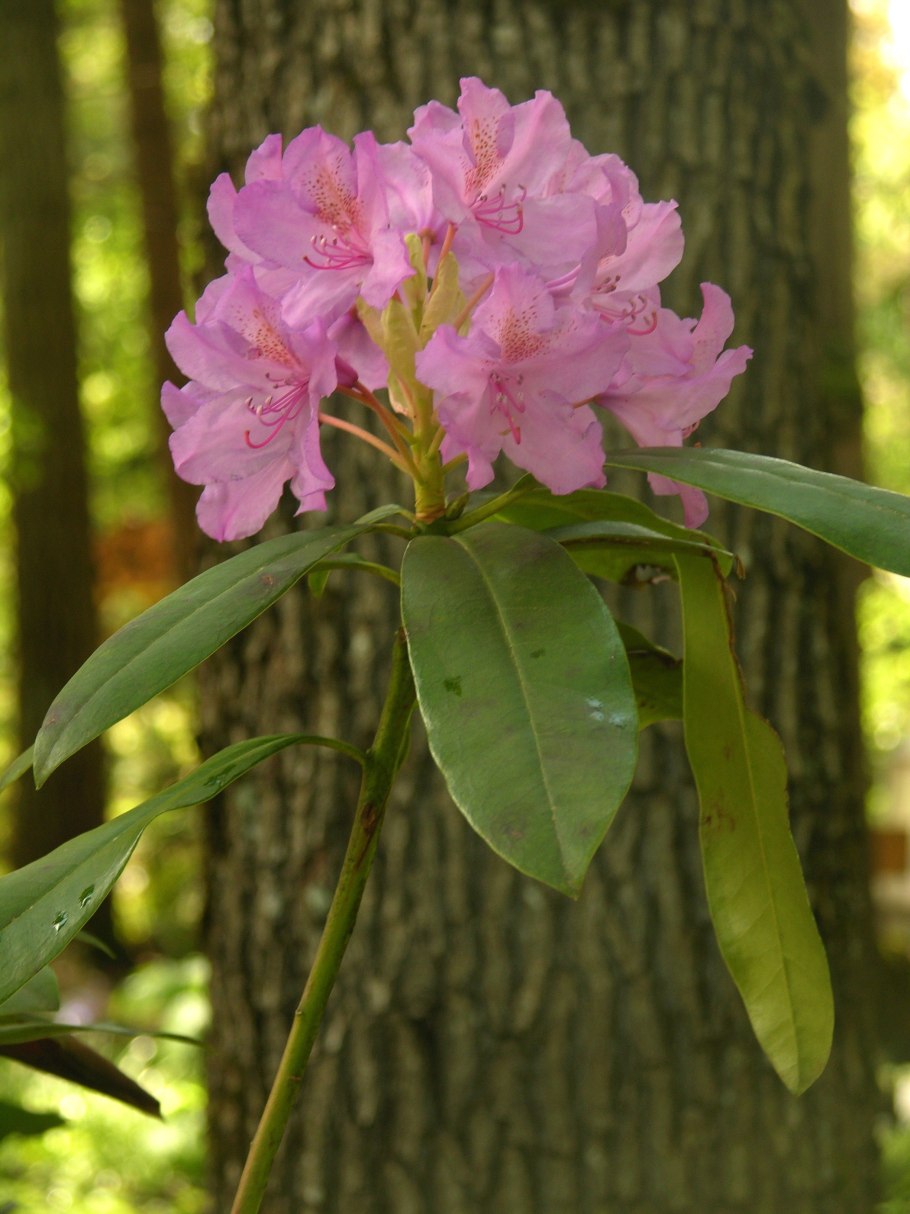Рододендрон древовидный