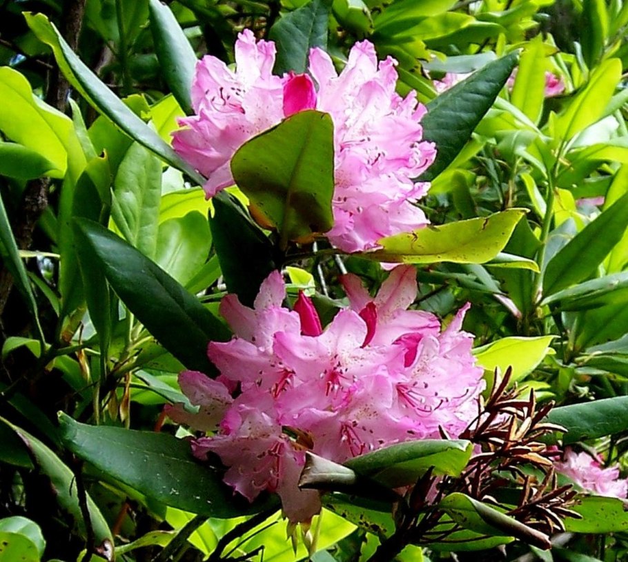 Рододендрон сиреневый