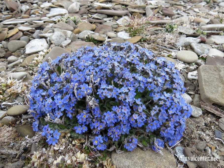 Незабудочник гребенчатый