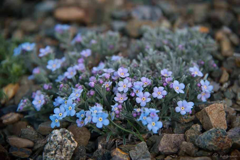 Незабудочник Уральский