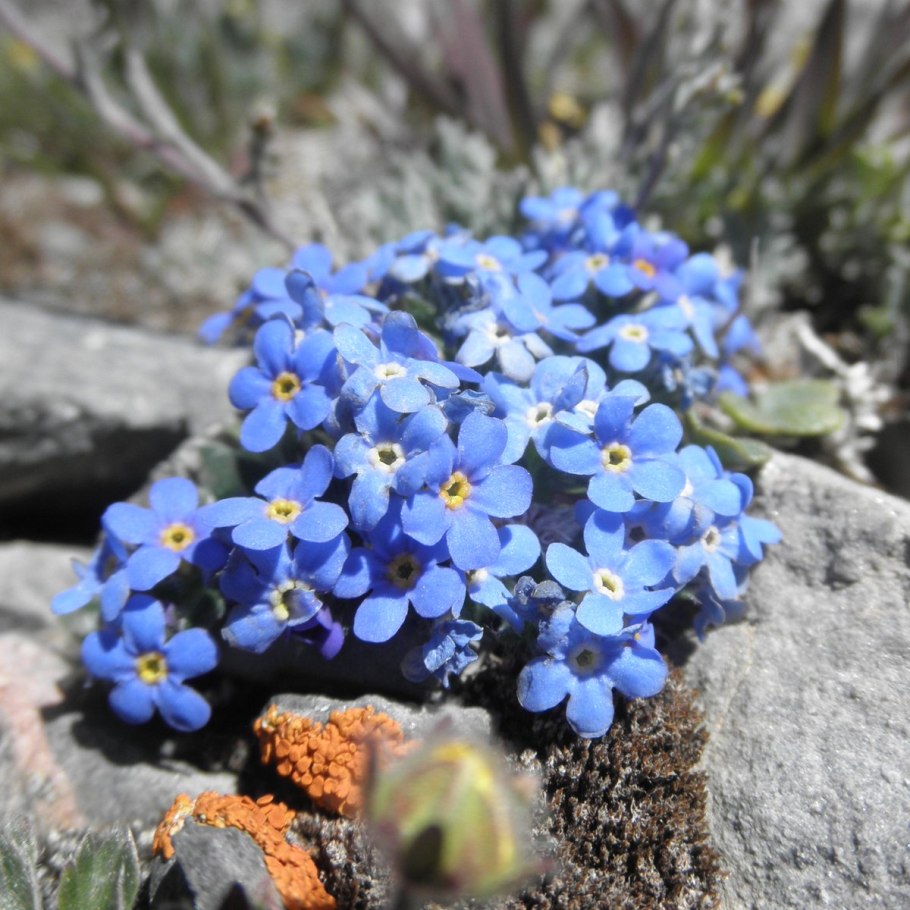 Незабудочник гребенчатый