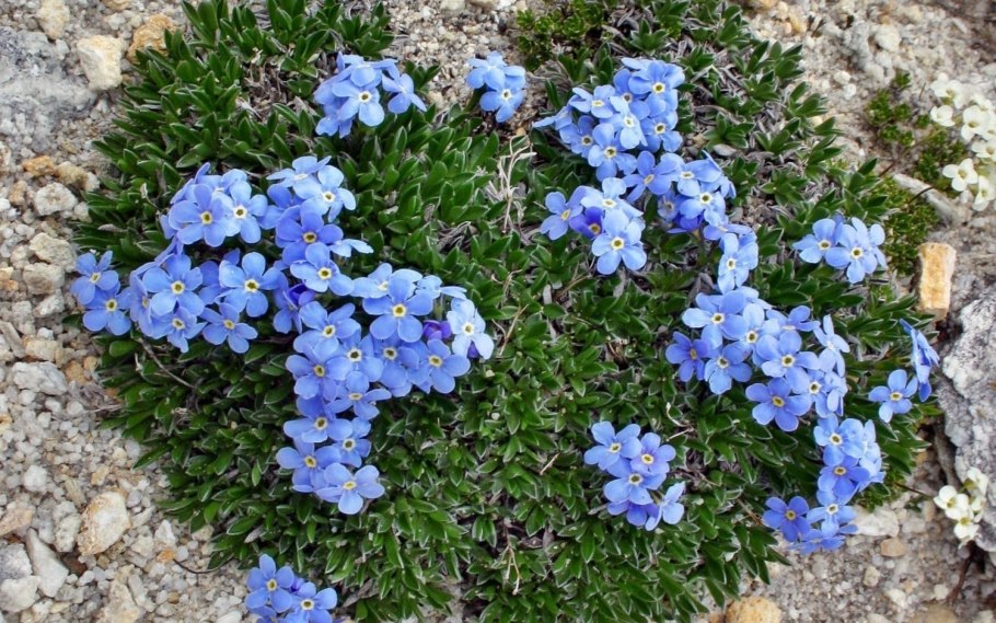 Бруннера Сибирская