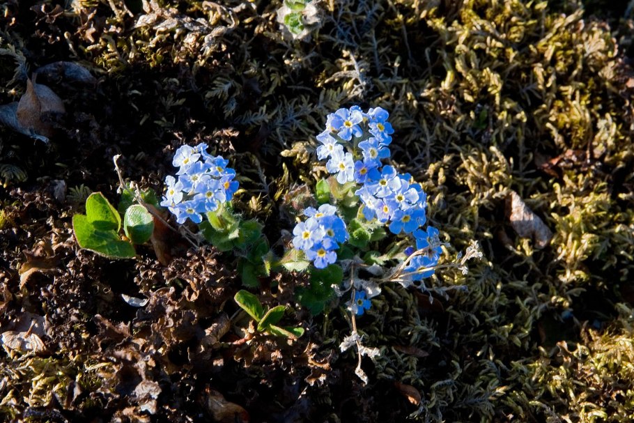 Бруннера, или Незабудочник