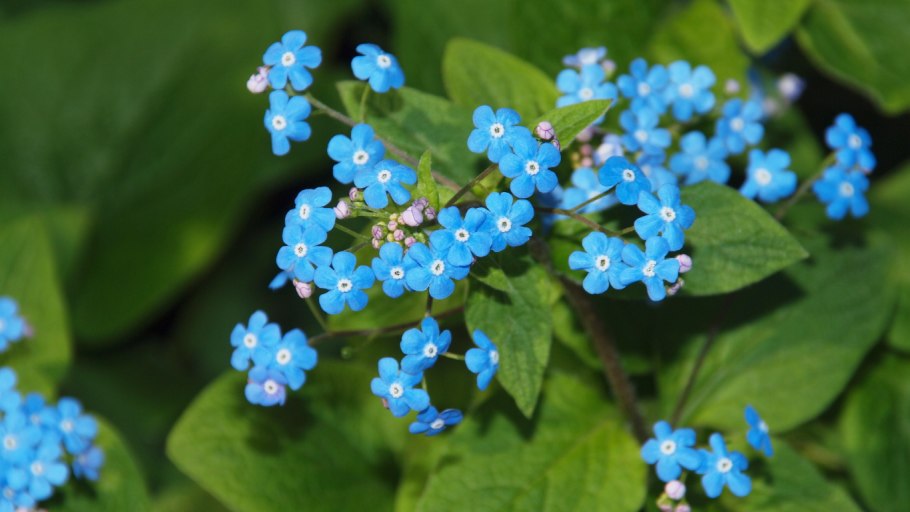 Бруннера сибирская незабудочник
