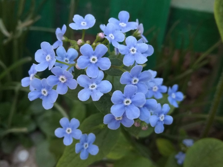 Бруннера Сибирская Незабудочник