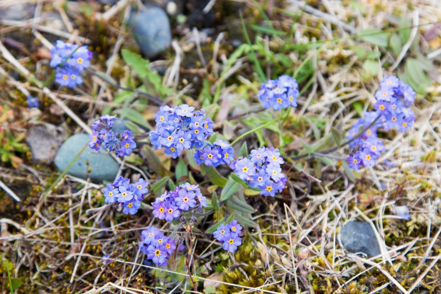 Незабудочник гребенчатый