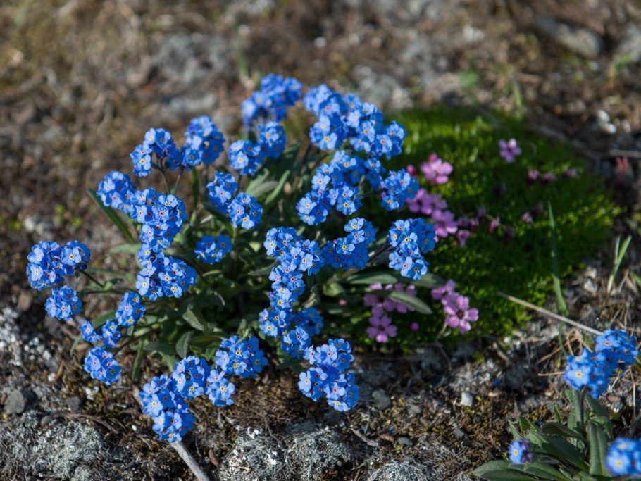Цветок Незабудочник Уральский