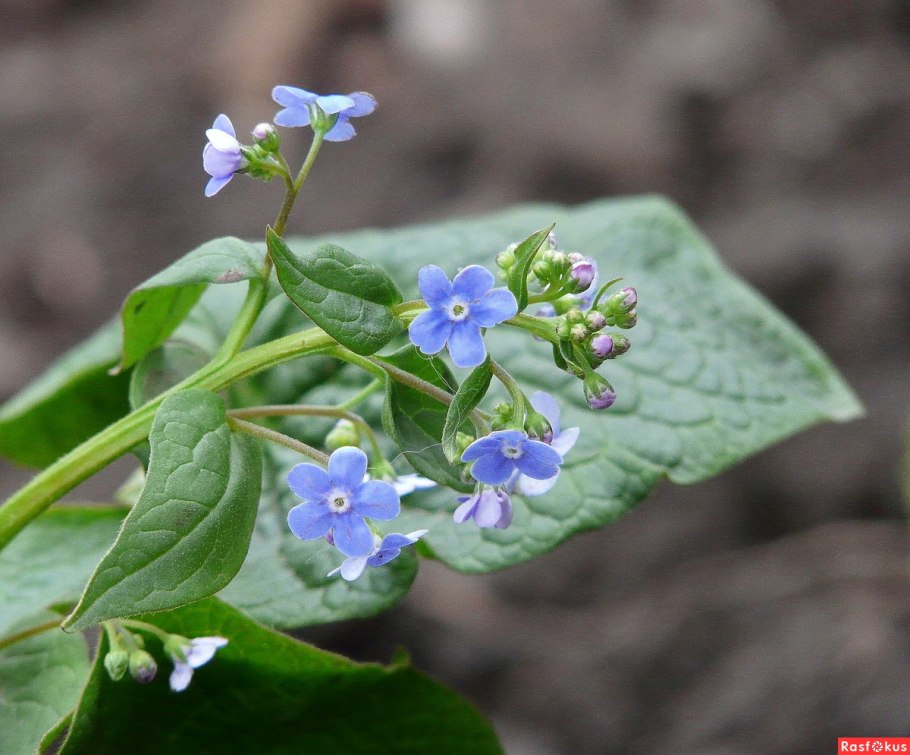 Цветы незабудки кавказские