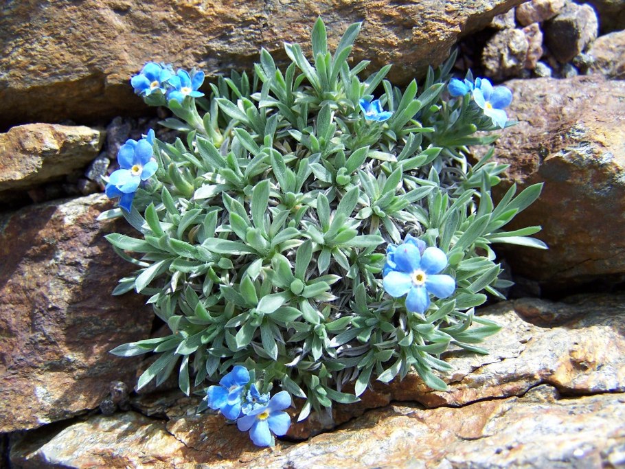 Эритрихиум Незабудочник